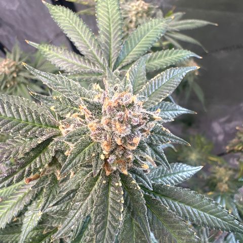 KK growlog timeline photo