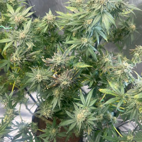 KK growlog timeline photo