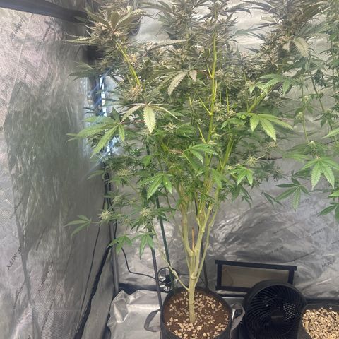 BoC  growlog timeline photo