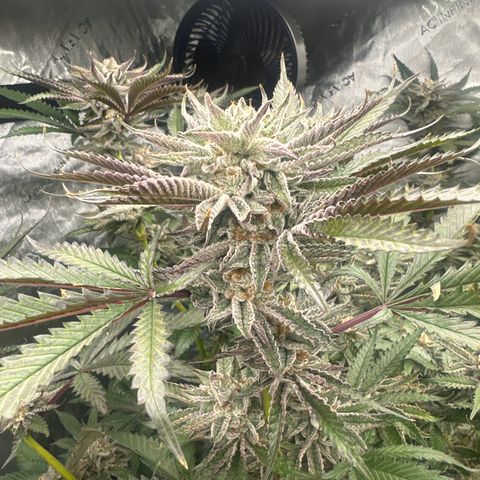 BoC  growlog timeline photo