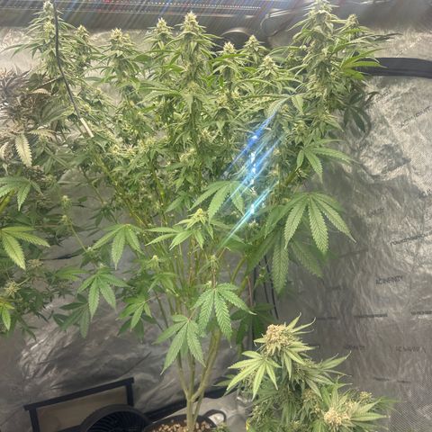 CB growlog timeline photo