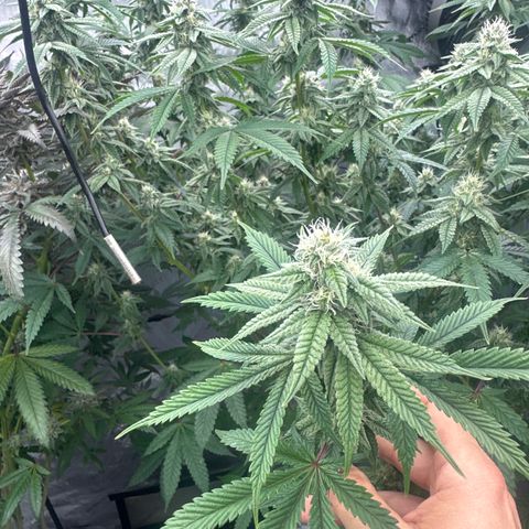 CB growlog timeline photo