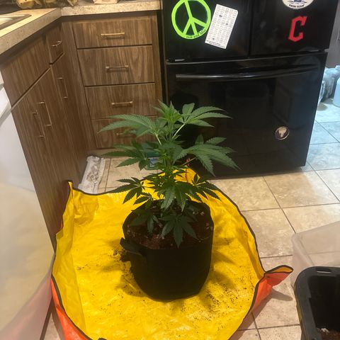 LG growlog timeline photo