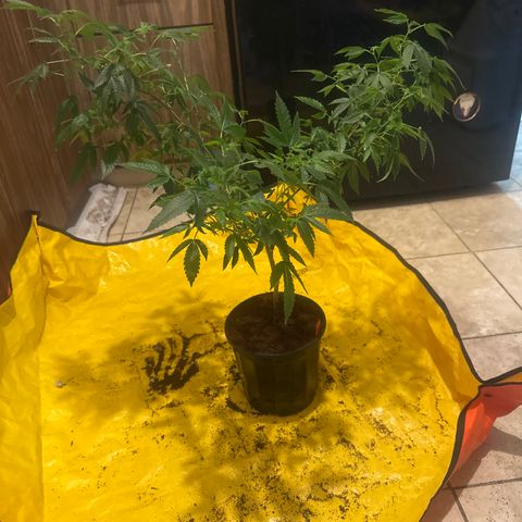 JD5 growlog timeline photo