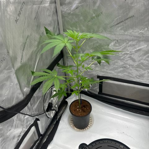 ICC growlog timeline photo