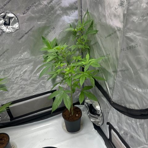 LW4 growlog timeline photo