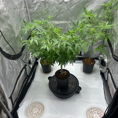 RMB3 growlog timeline photo