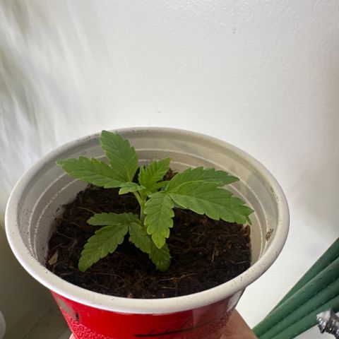 MM growlog timeline photo