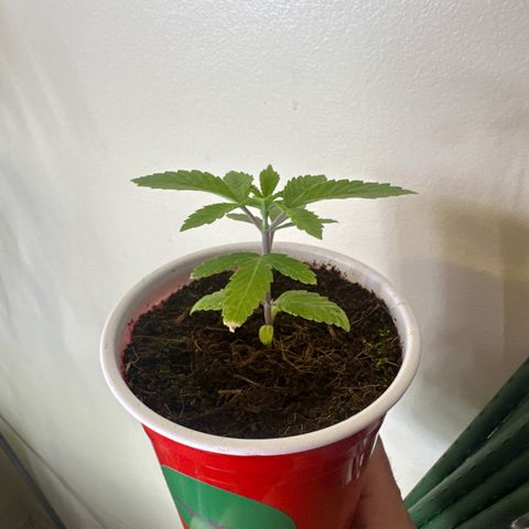LSB growlog timeline photo