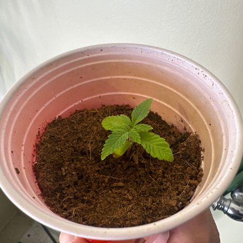 UM growlog timeline photo