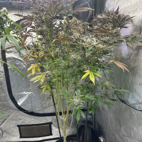 BoC  growlog timeline photo
