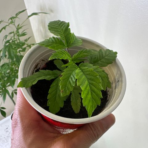 MM growlog timeline photo