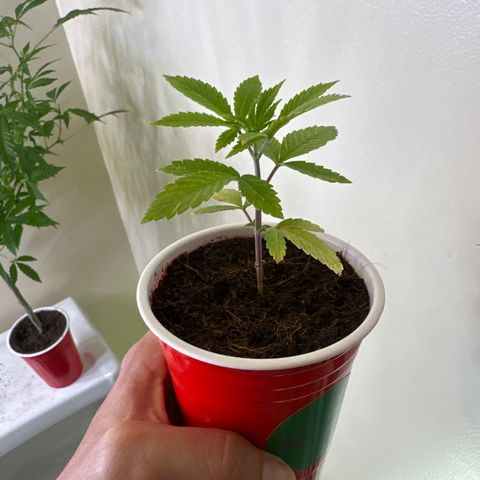 LSB growlog timeline photo