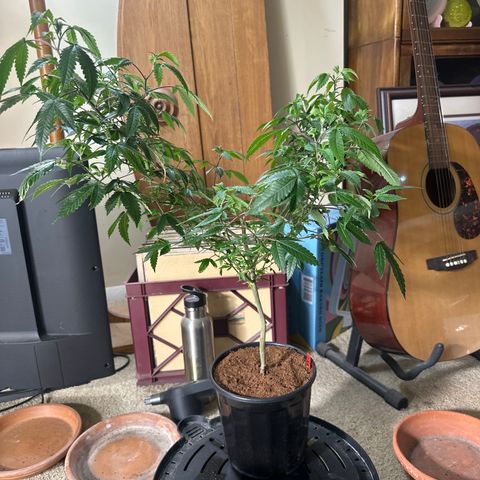 JD5 growlog timeline photo