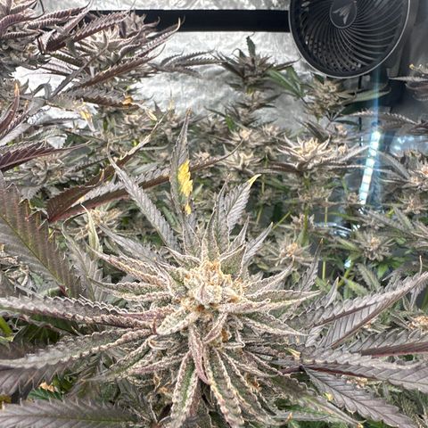 BoC  growlog timeline photo