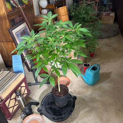 LW4 growlog timeline photo
