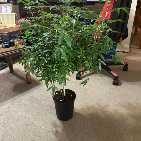 RMB3 growlog timeline photo