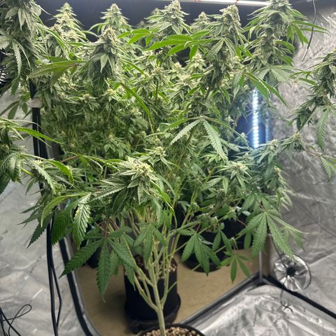 CB growlog timeline photo