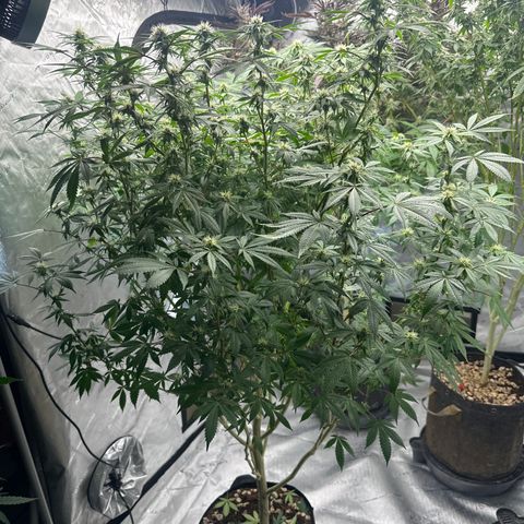 GSC3 growlog timeline photo