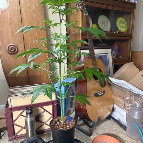 ICC growlog timeline photo