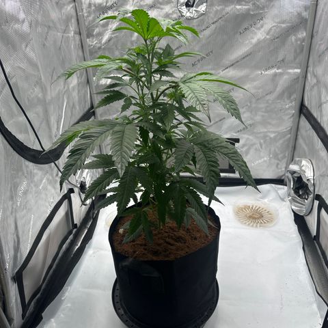 LG growlog timeline photo