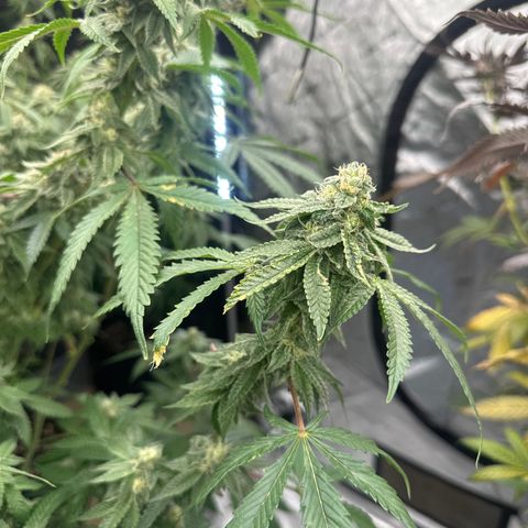 CB growlog timeline photo