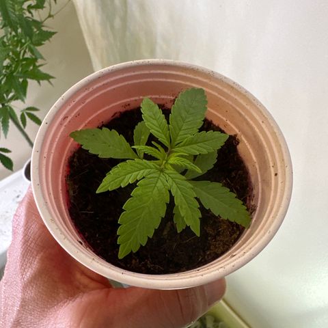 UM growlog timeline photo