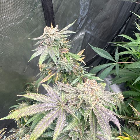 KK growlog timeline photo