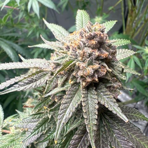 KK growlog timeline photo