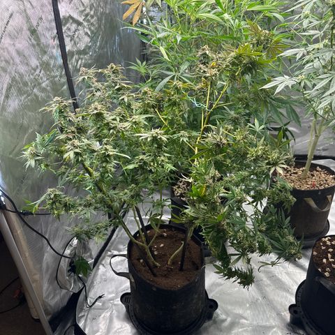 KK growlog timeline photo