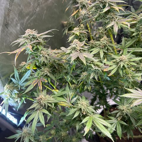 KK growlog timeline photo