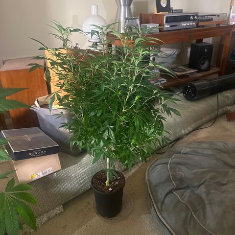 RMB3 growlog timeline photo
