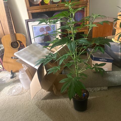 ICC growlog timeline photo