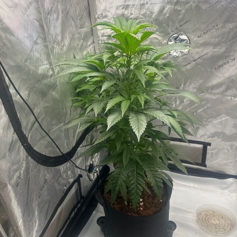 LG growlog timeline photo