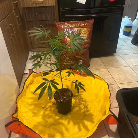 L13 growlog timeline photo