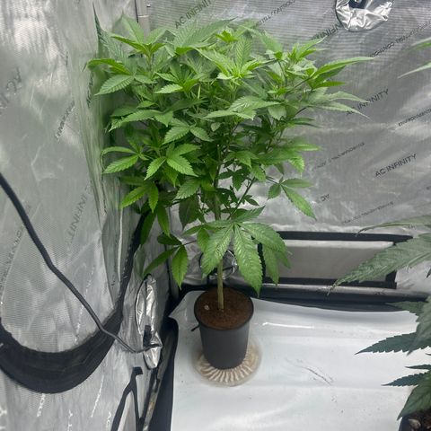 LW4 growlog timeline photo
