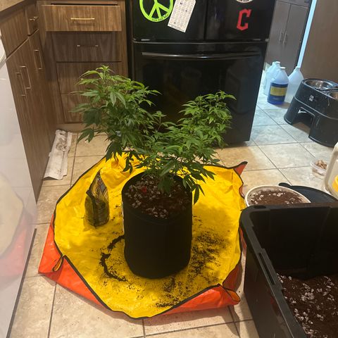 JD5 growlog timeline photo