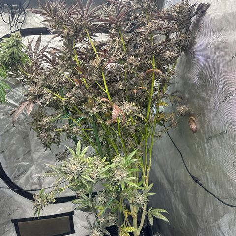 BoC  growlog timeline photo