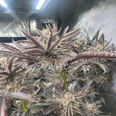 BoC  growlog timeline photo