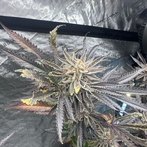 BoC  growlog timeline photo