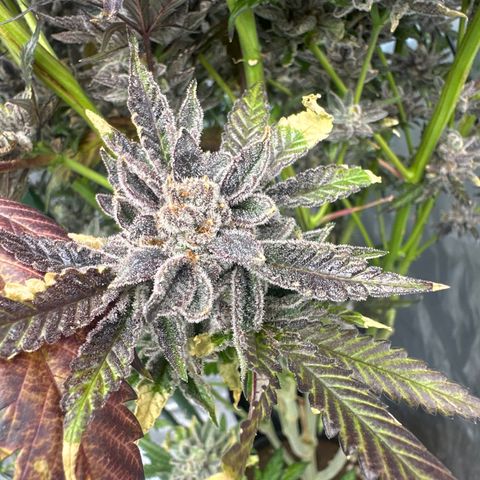 BoC  growlog timeline photo