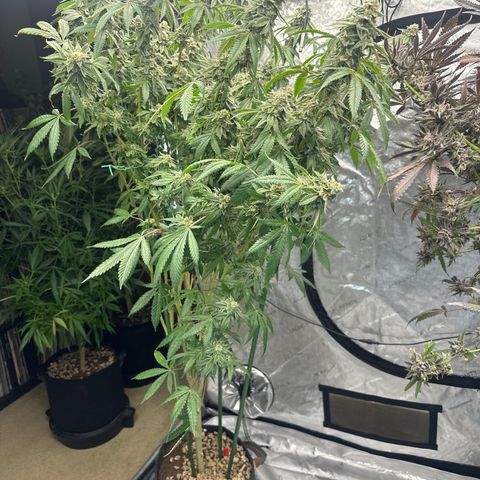 CB growlog timeline photo
