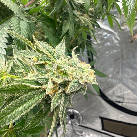 CB growlog timeline photo