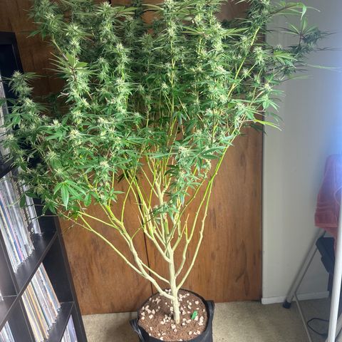 GSC3 growlog timeline photo