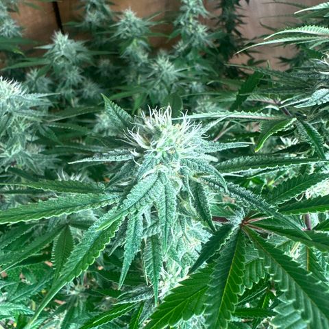 GSC3 growlog timeline photo