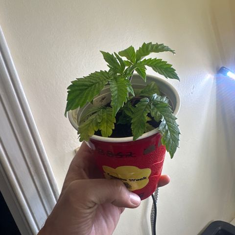 MM growlog timeline photo