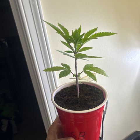 LSB growlog timeline photo