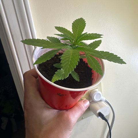 UM growlog timeline photo