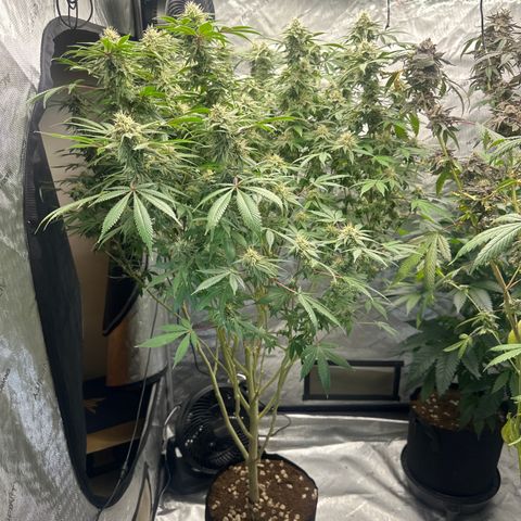 GSC3 growlog timeline photo