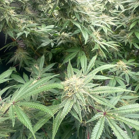 GSC3 growlog timeline photo